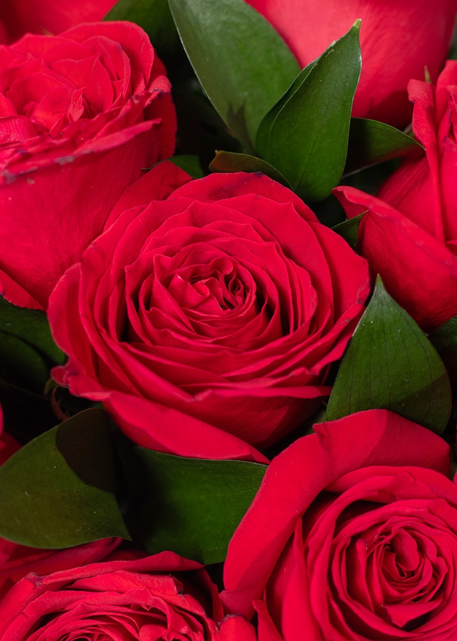 Imagen para Arreglo de 24 Rosas Rojas - 4