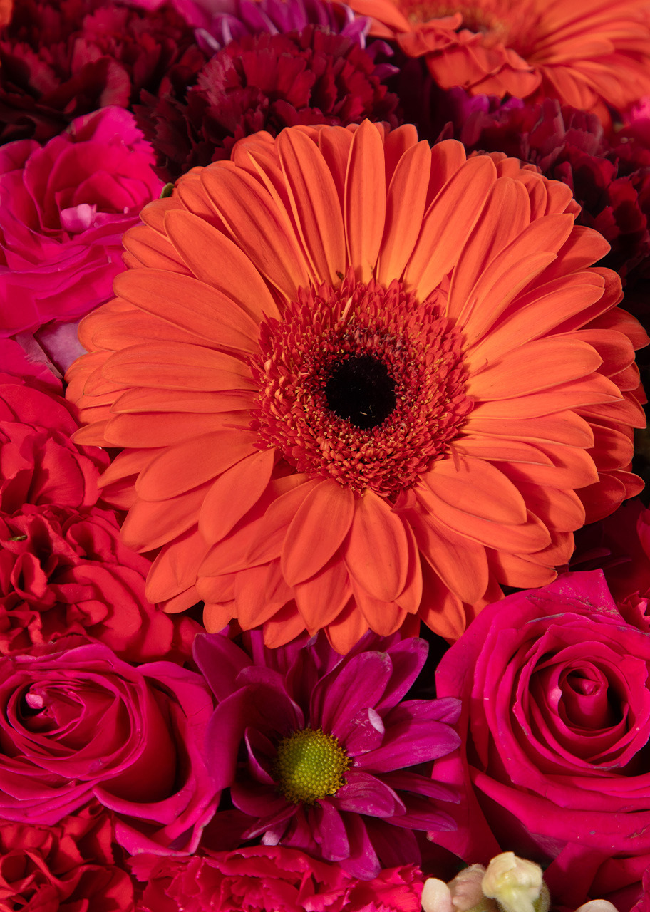 Imagen para Arreglo de Gerberas Rojas y Claveles - 2