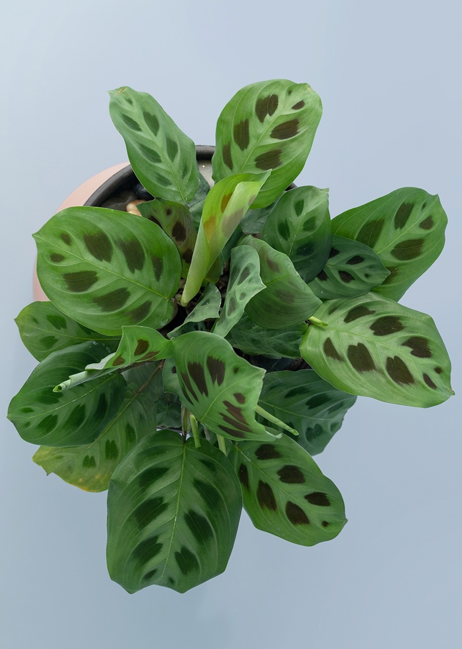 Imagen para Planta de la Oración en Maceta Naranja - 2