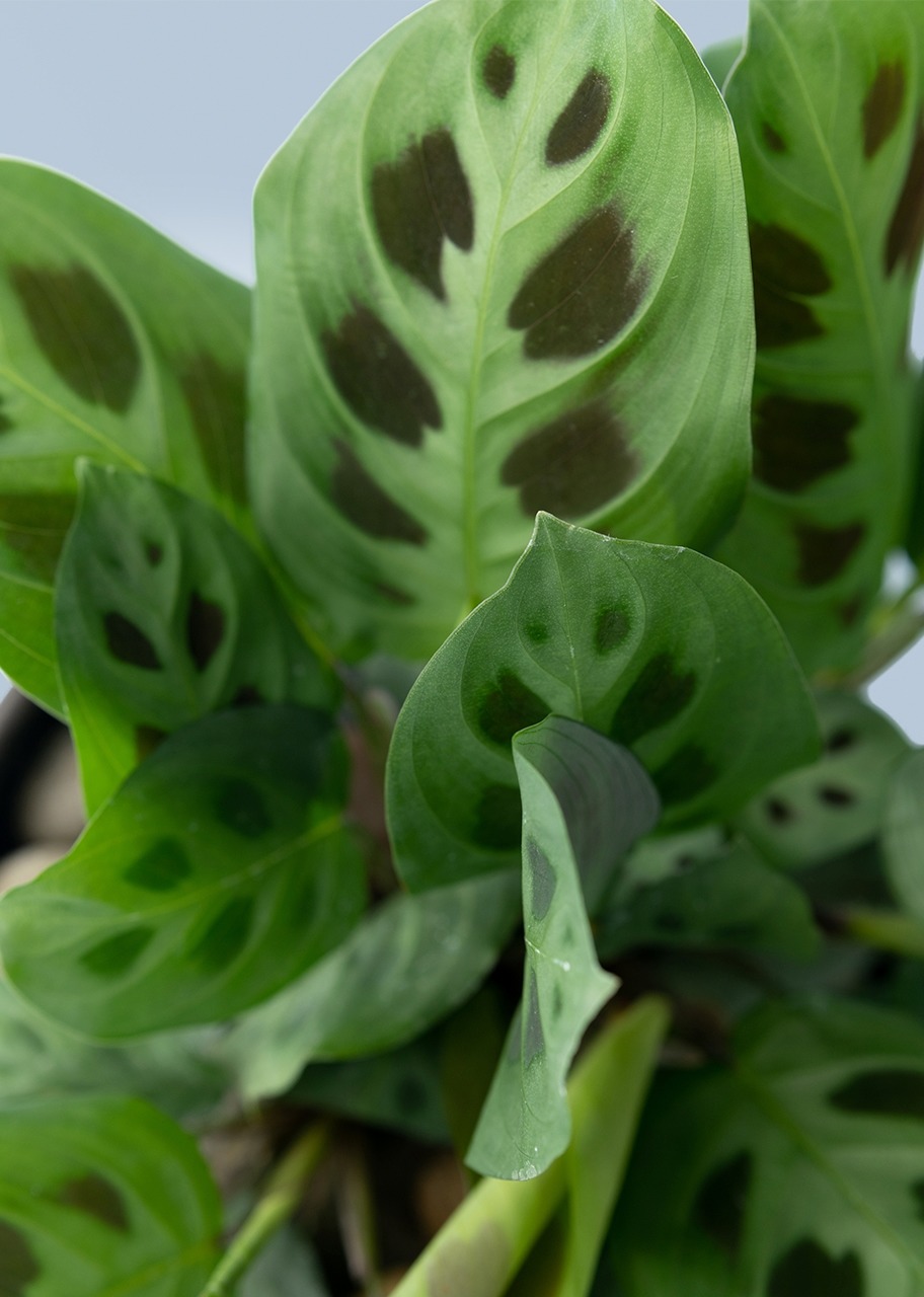 Imagen para Planta de la Oración en Maceta Naranja - 4