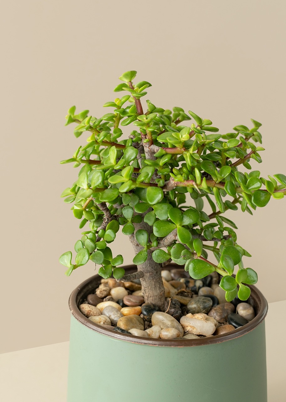 Imagen para Árbol de la Abundancia en Maceta Verde - 3