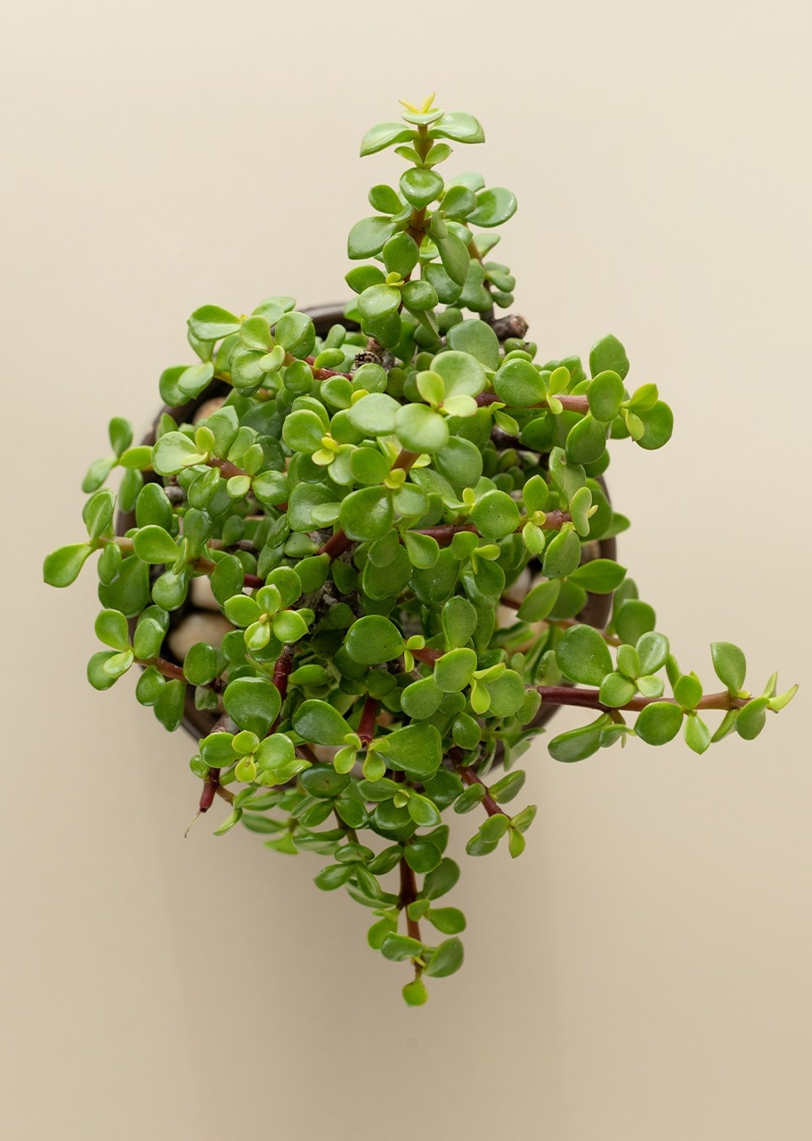 Imagen para Árbol de la Abundancia en Maceta Verde - 2