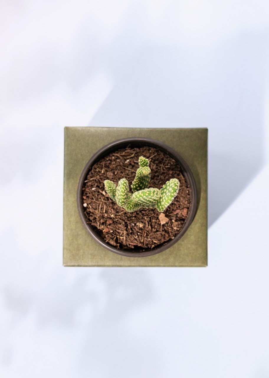 Imagen para Caja Disney Toy Story - 5