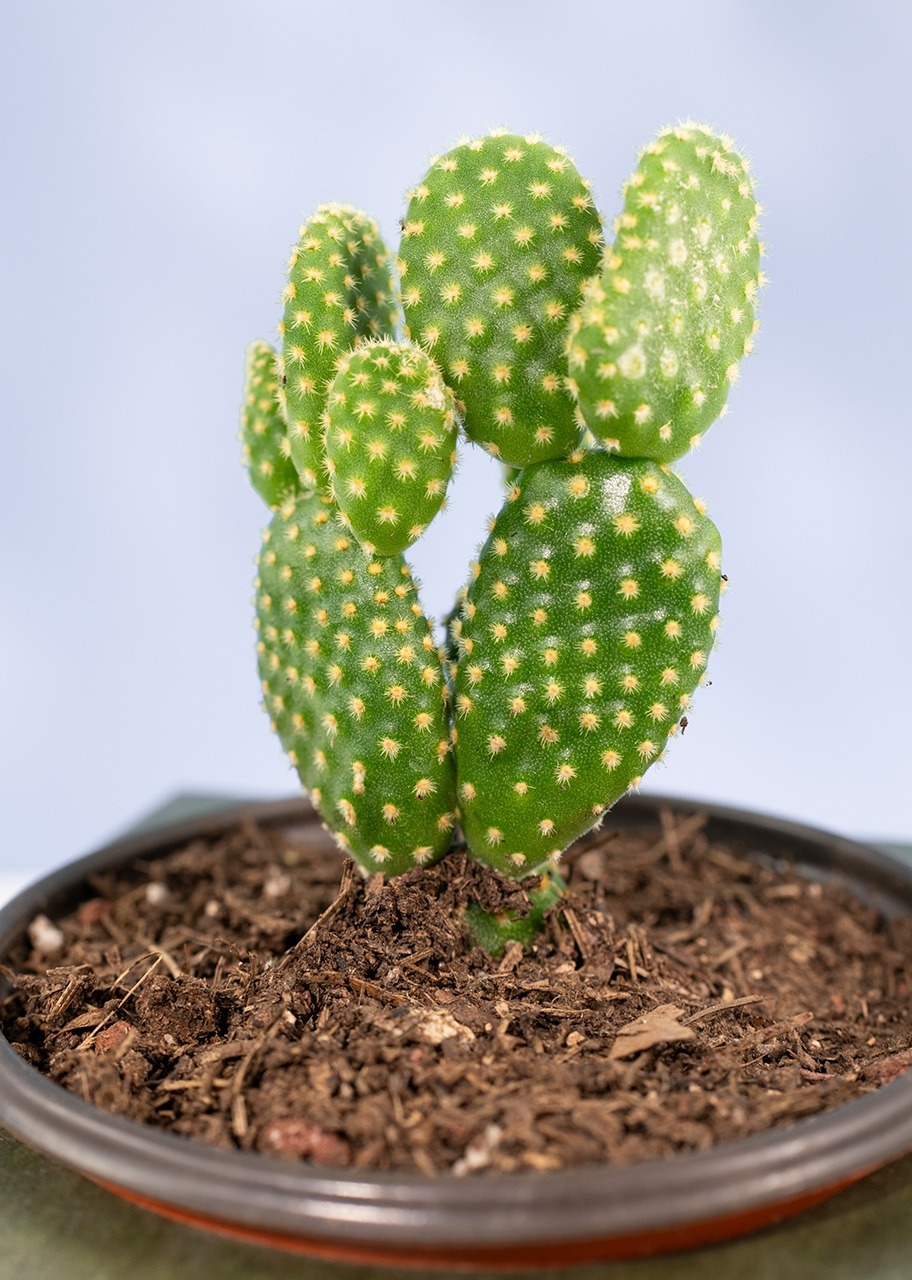 Imagen para Caja Disney Toy Story - 6