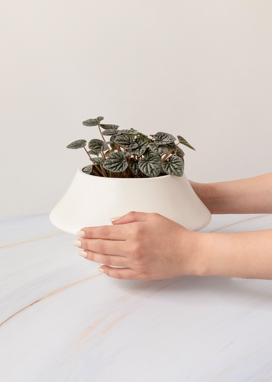 Imagen para Planta Cáscara de Nuez en Maceta Cerámica - 2