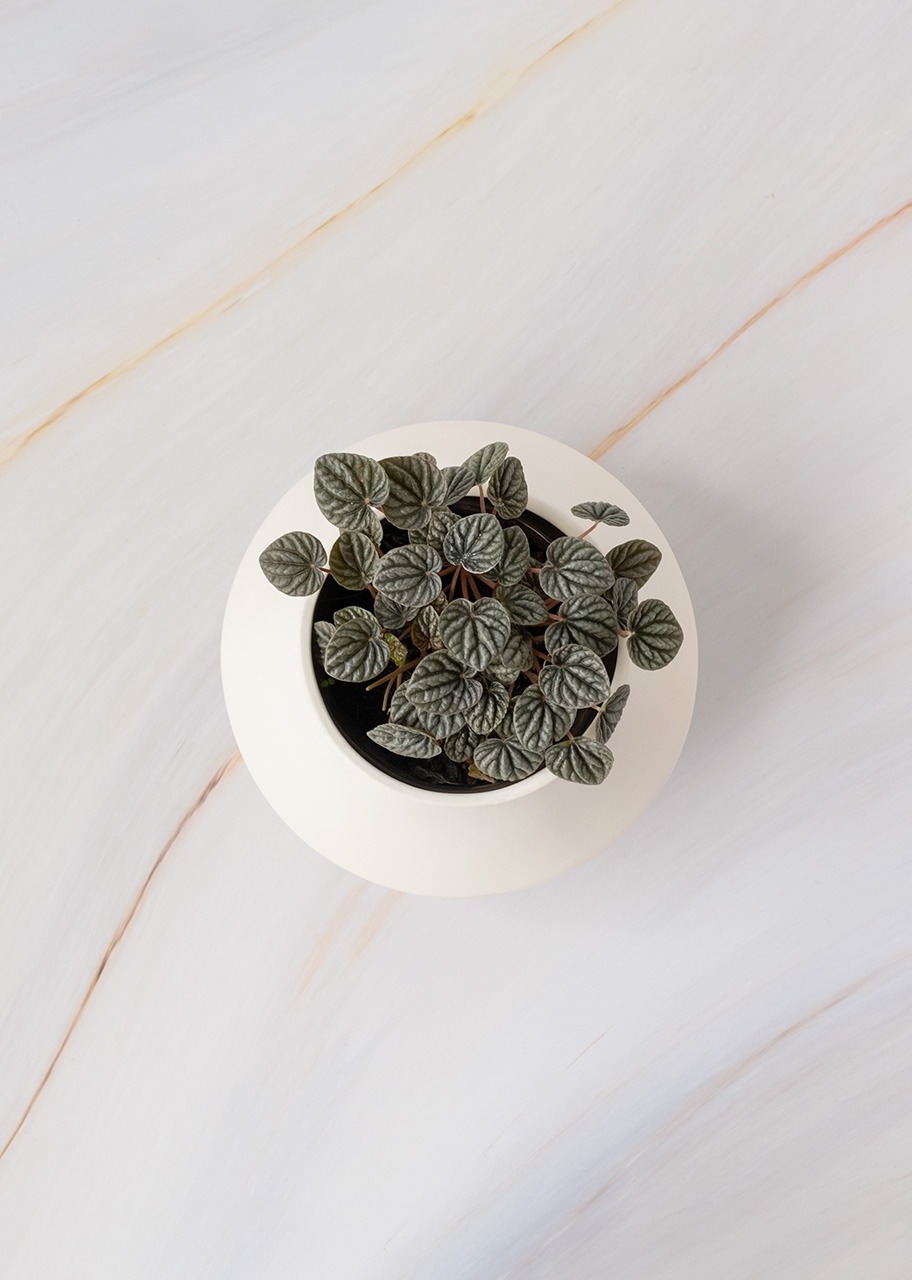 Imagen para Planta Cáscara de Nuez en Maceta Cerámica - 3