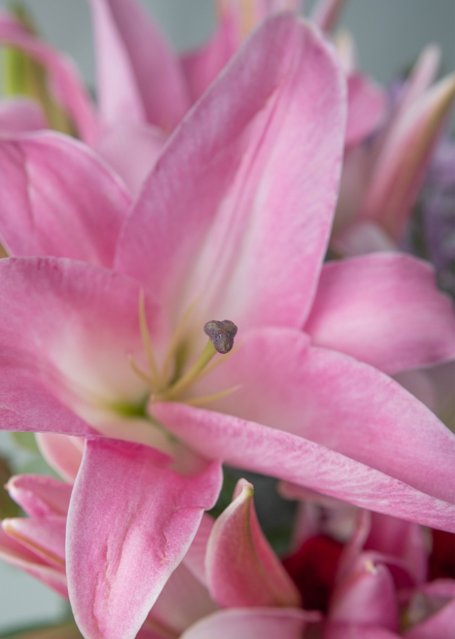 Imagen para Rosas y stargazer en jarrón negro - 4