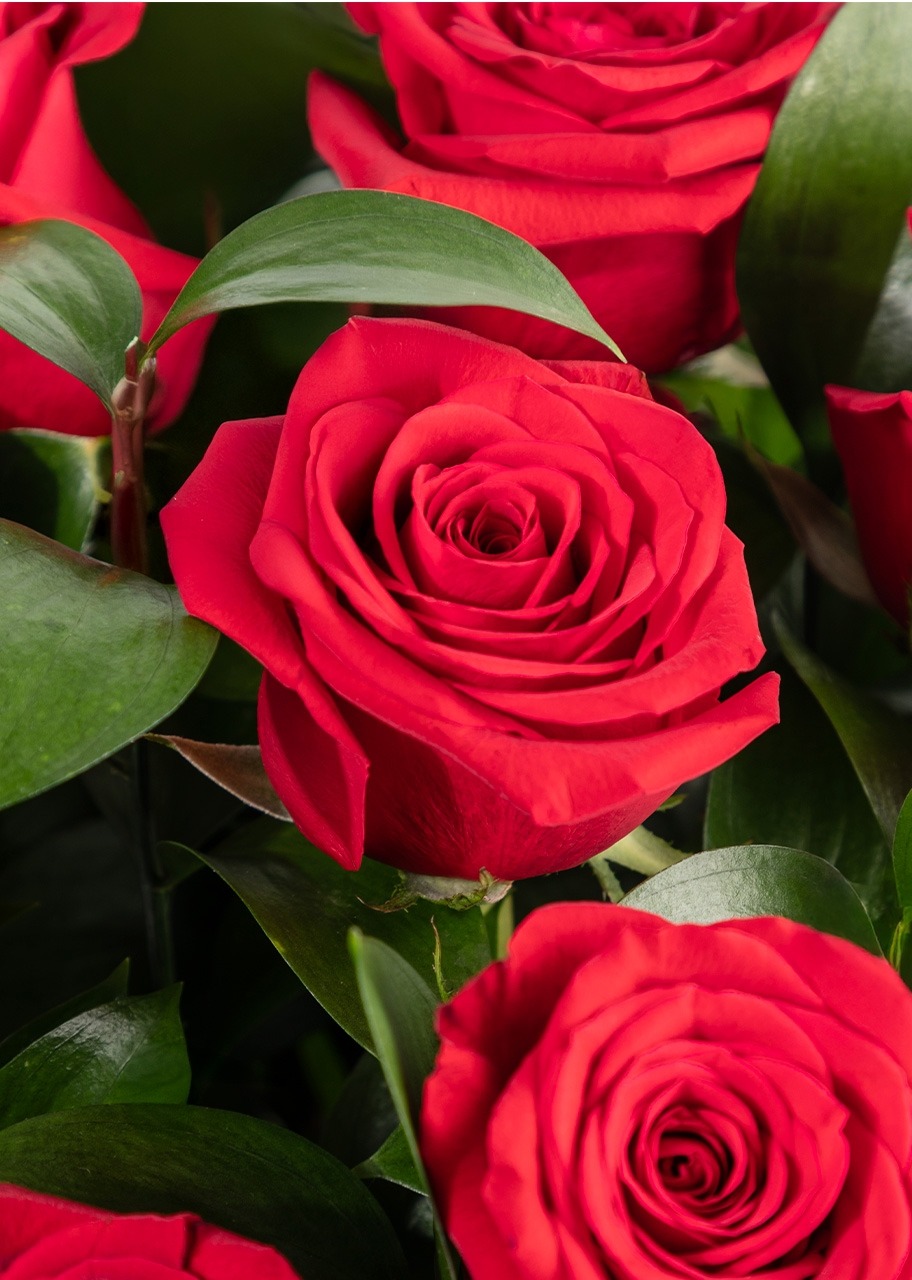 Imagen para Clásico Amor con 12 Rosas Rojas - 4