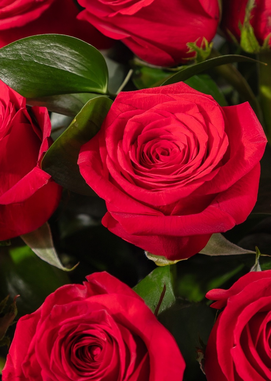 Imagen para Clásico Amor con 50 rosas rojas - 4