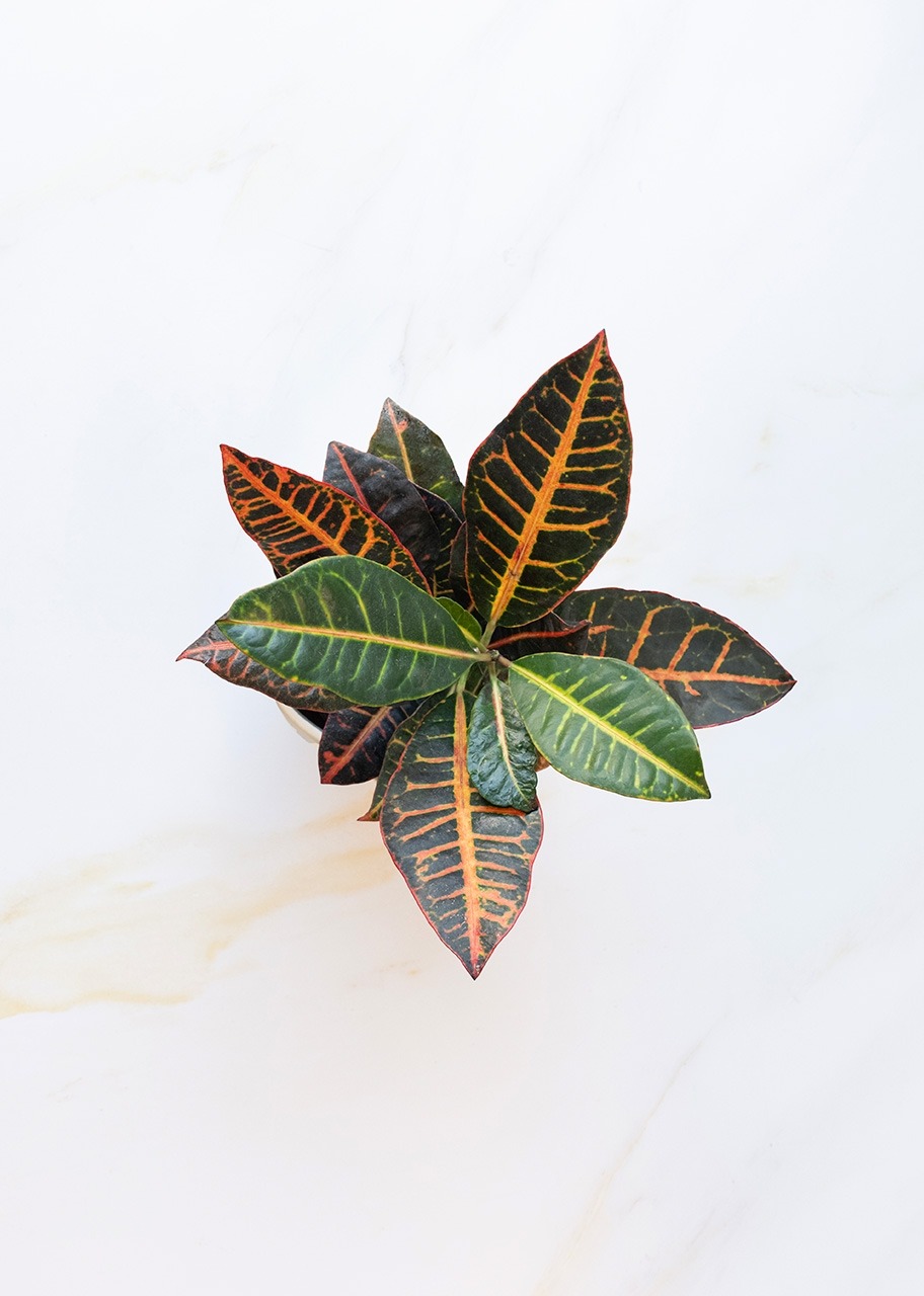 Imagen para Planta de la Buena Energía en Maceta Cerámica - 3