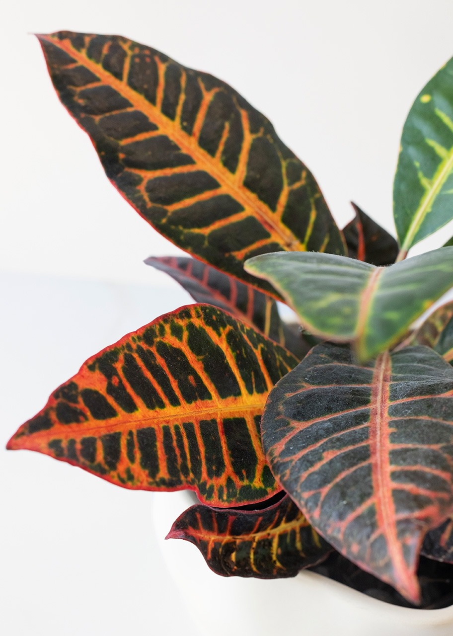 Imagen para Planta de la Buena Energía en Maceta Cerámica - 4