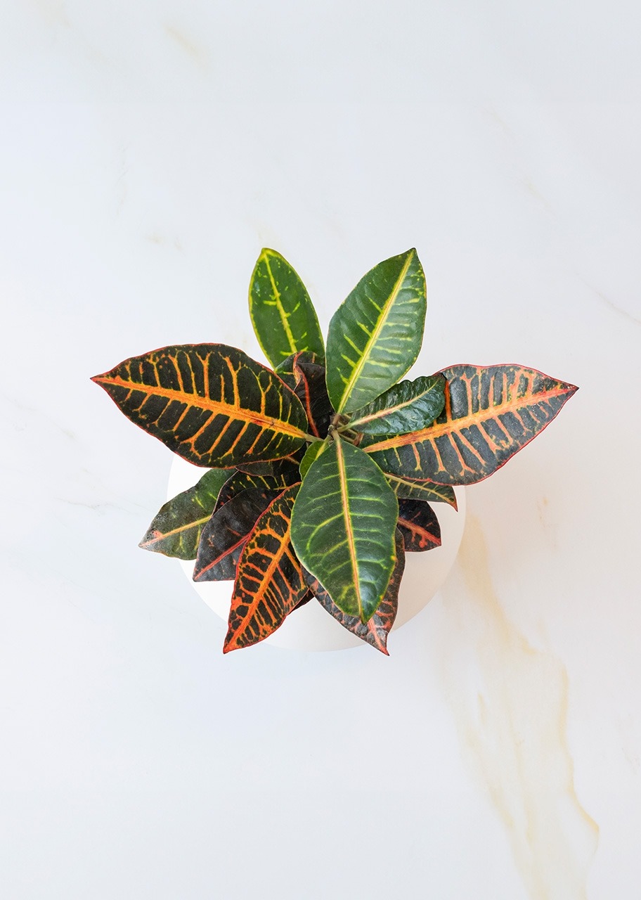 Imagen para Planta de la Buena Energía en Maceta Cerámica - 3