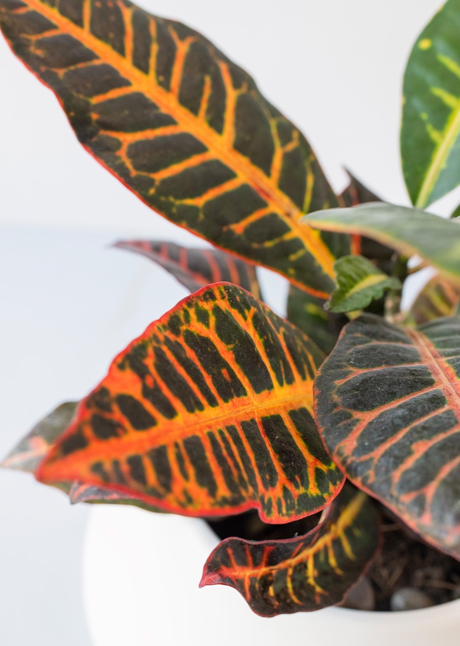 Imagen para Planta de la Buena Energía en Maceta Cerámica - 4