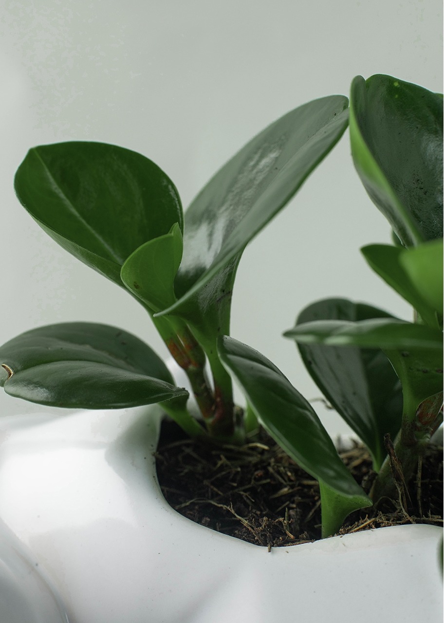 Imagen para Planta Peperomia en base de Elefante con Brownies - 4