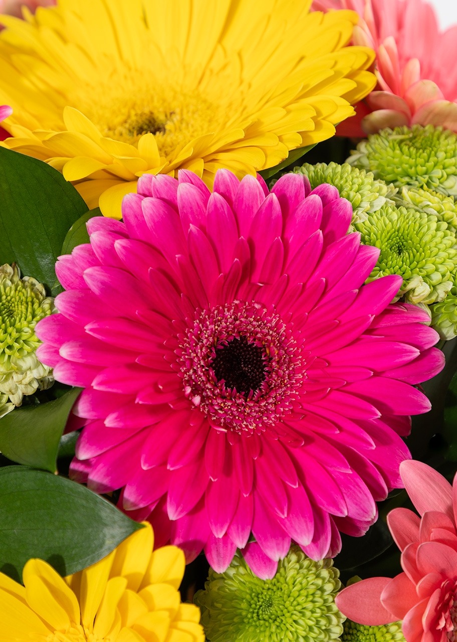 Imagen para Gerberas de Colores - 4