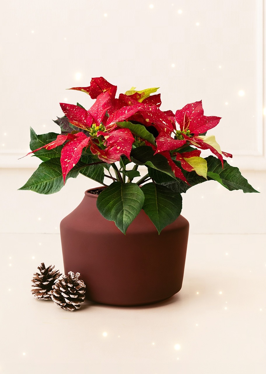 Imagen para Mini Nochebuena con Globo "Felices Fiestas" - 2