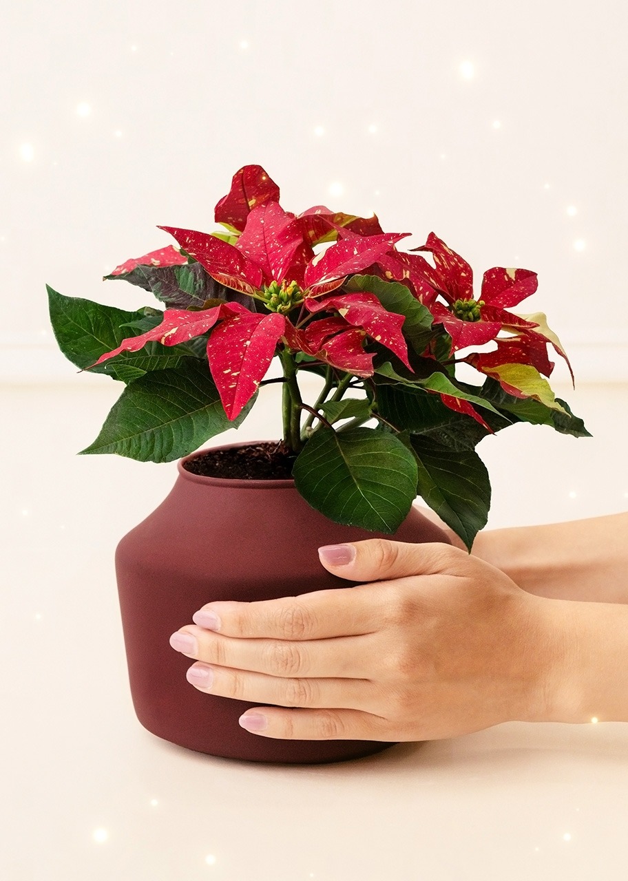 Imagen para Mini Nochebuena con Globo "Felices Fiestas" - 5