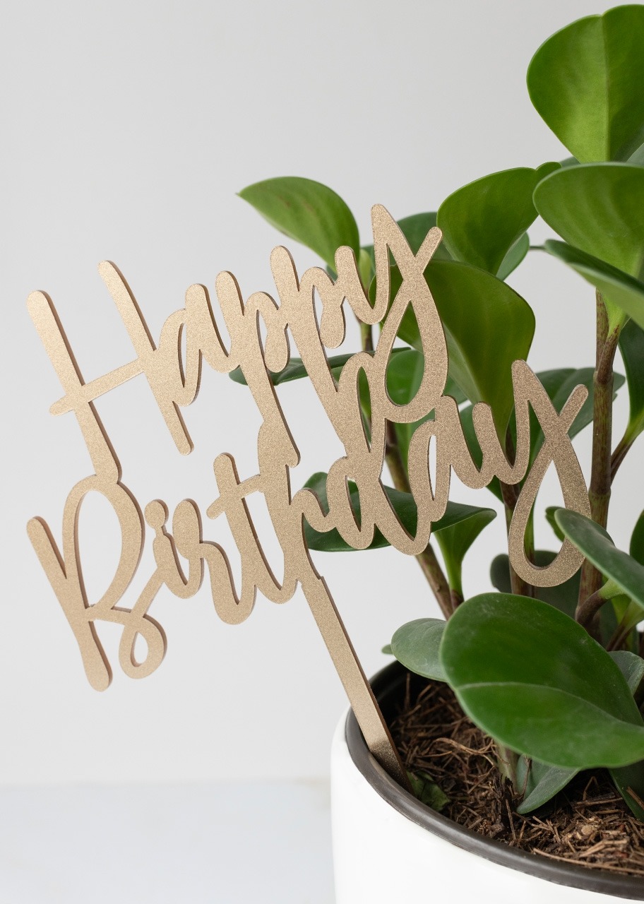 Imagen para "Happy Birthday" con Planta del Éxito en Maceta de Ceramica - 2