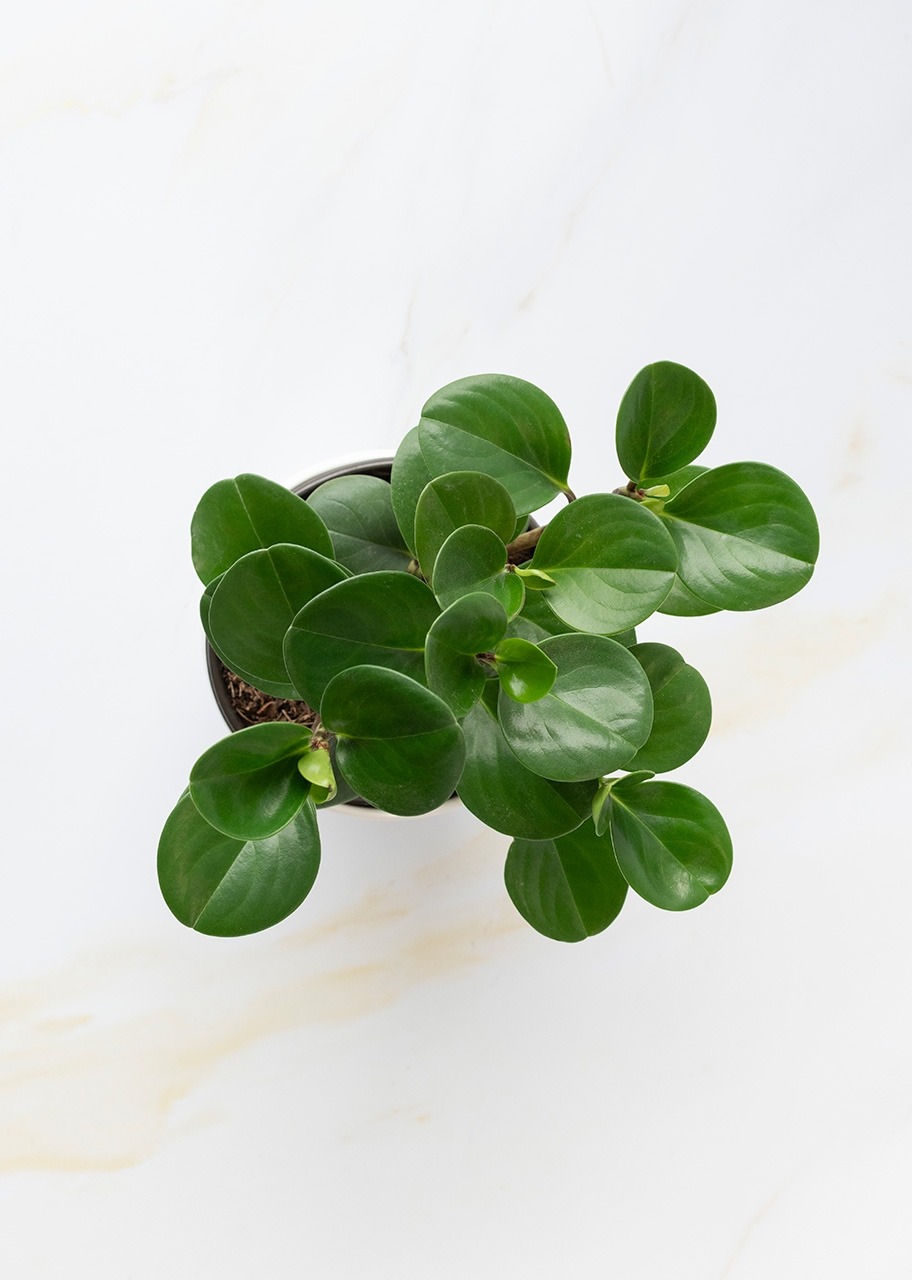 Imagen para "Happy Birthday" con Planta del Éxito en Maceta de Ceramica - 4