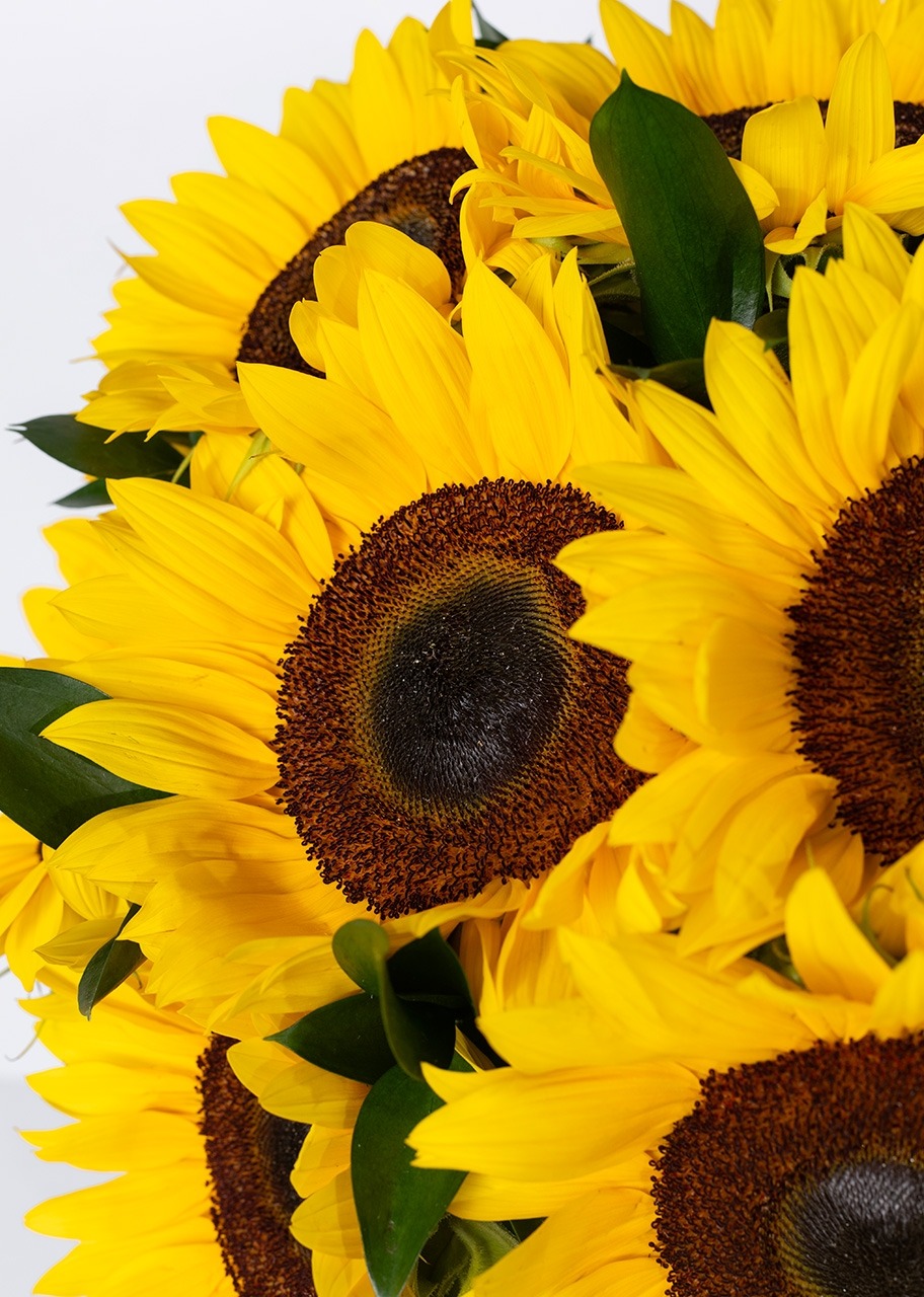 Imagen para Arreglo de 15 Girasoles - 4