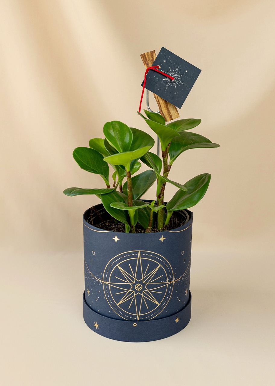 Imagen para "Inicio Armonioso" con Planta del Éxito y Palo Santo - 1