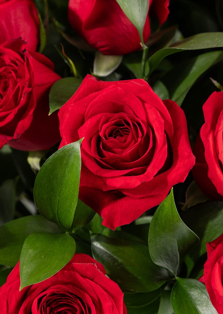 Imagen para Marco Blanco con 24 Rosas Rojas - 3