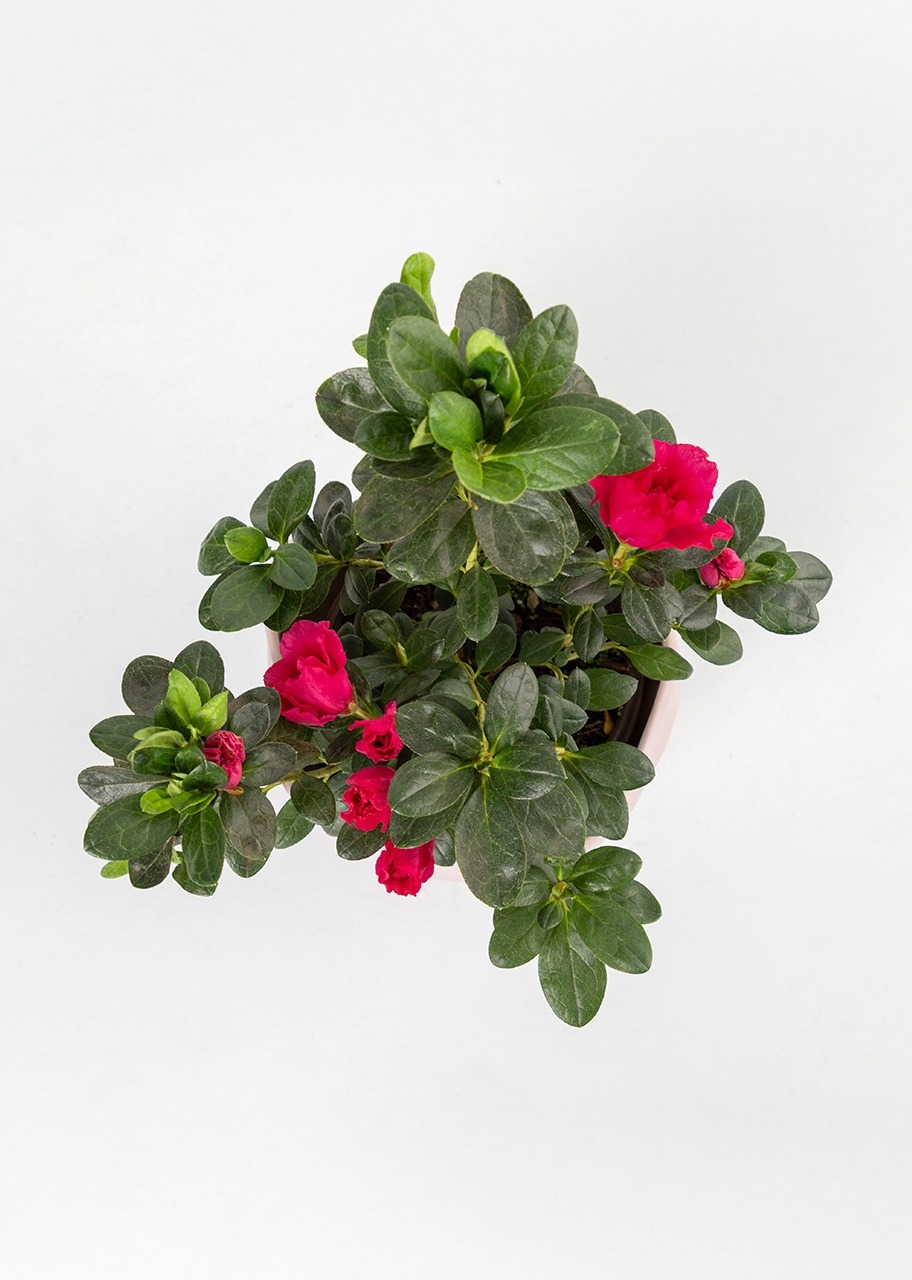 Imagen para Marco "Definición de Mamá" con planta Azalea - 3