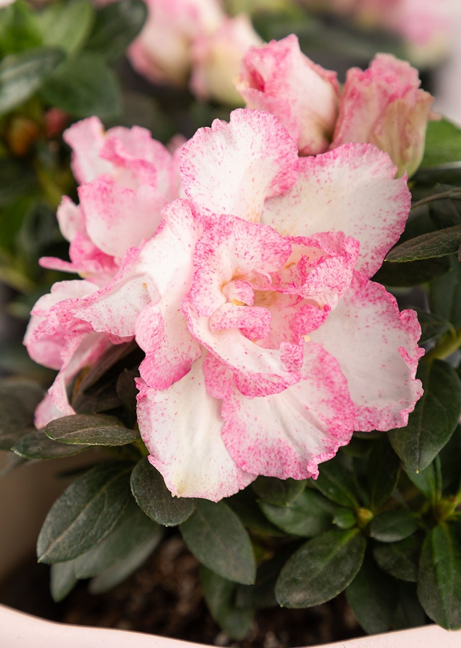 Imagen para Marco "Definición de Mamá" con planta Azalea - 4