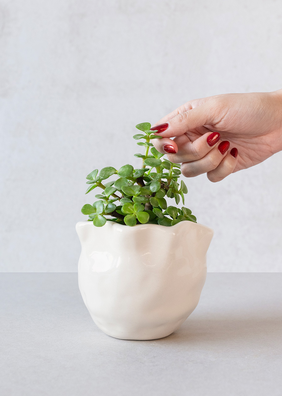 Imagen para Mini Árbol con Pastel Cumpleaños Ind. La Divinata y Globo - 4