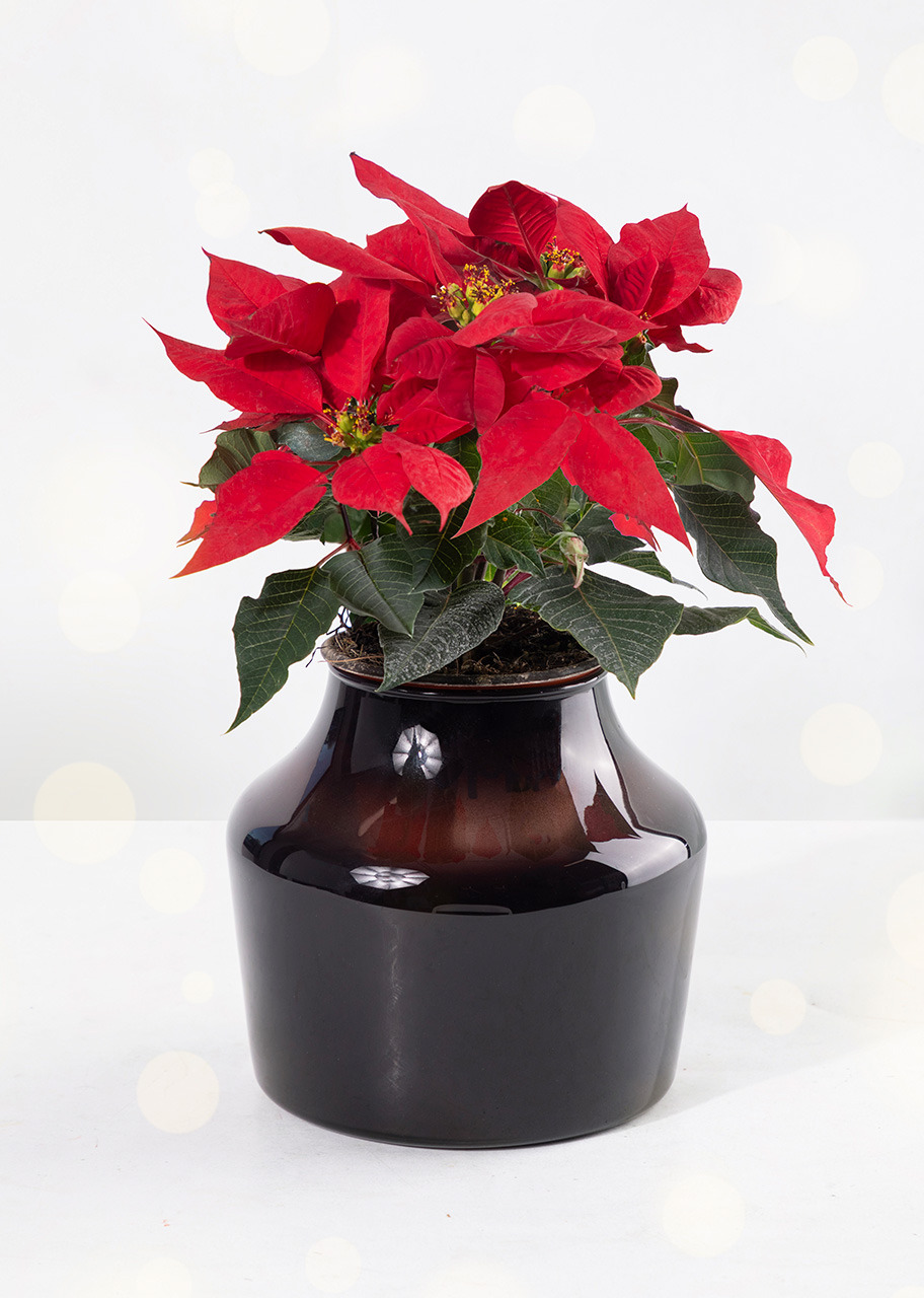 Imagen para Mini Nochebuena - 1