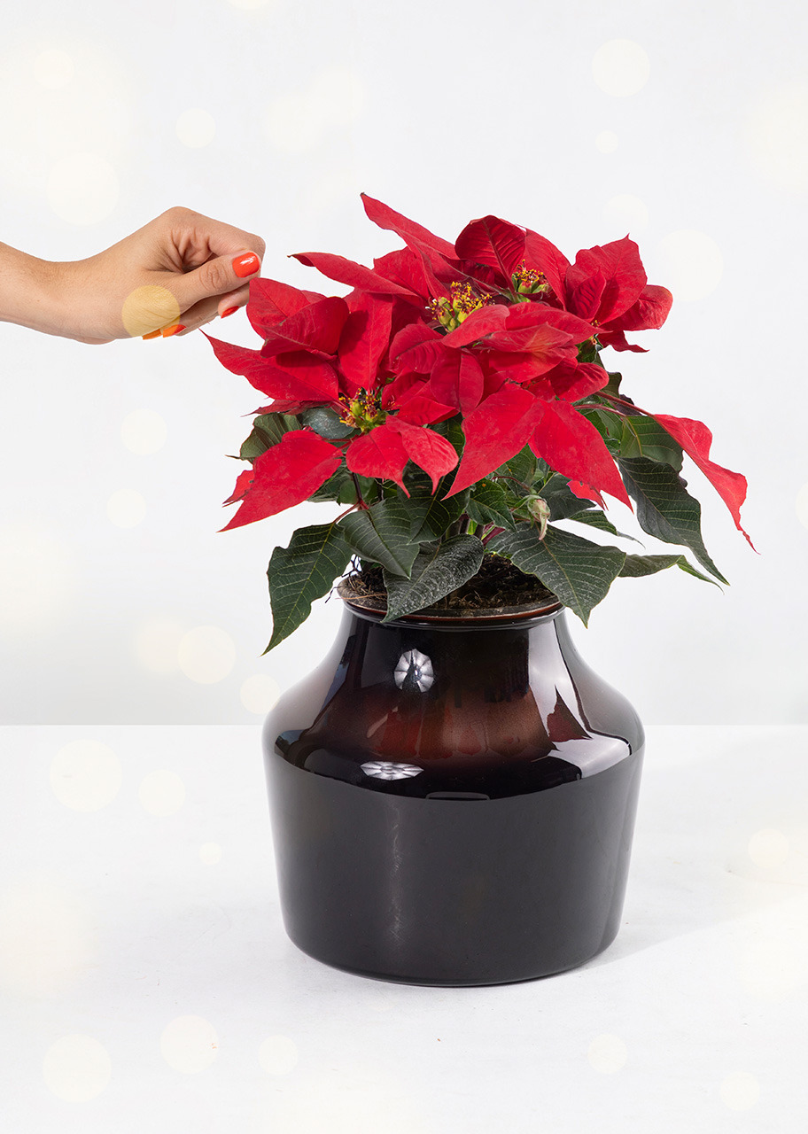 Imagen para Mini Nochebuena - 2