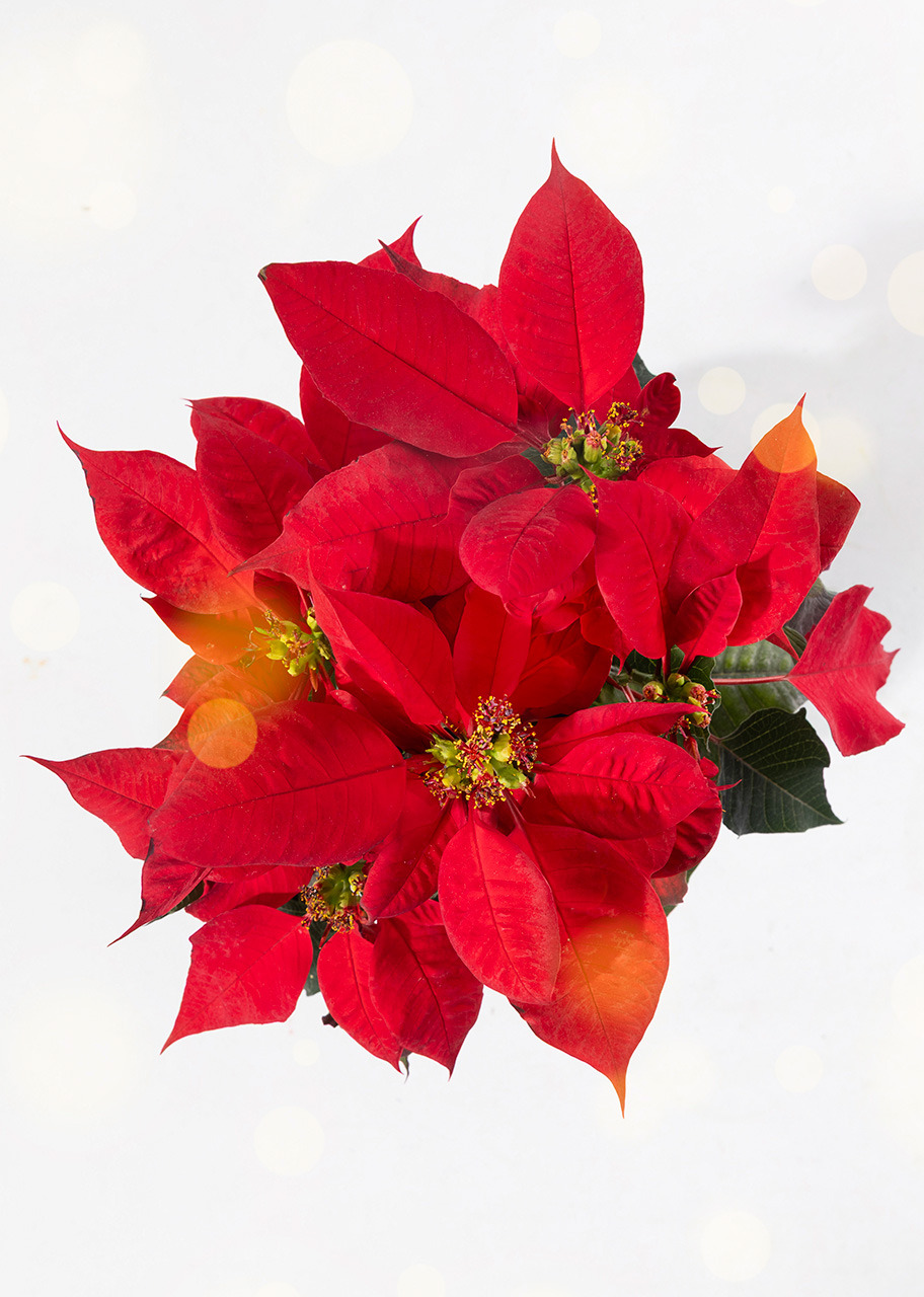 Imagen para Mini Nochebuena - 3