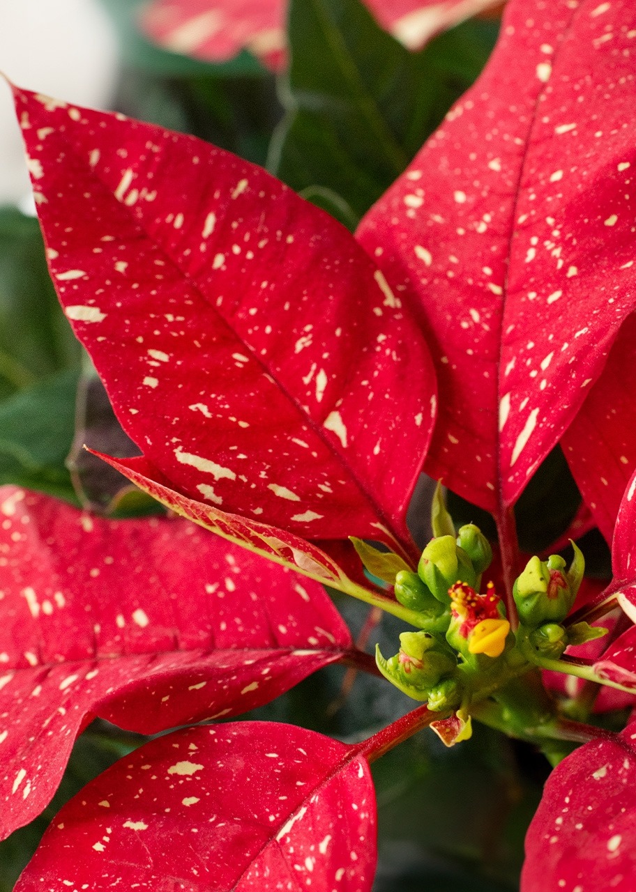 Imagen para Mini Nochebuena - 4