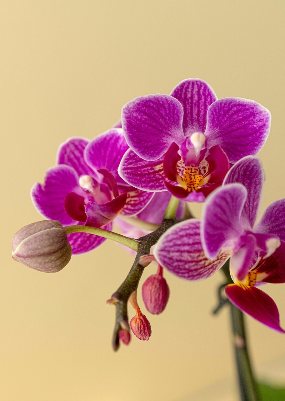 Imagen para Mini Orquídea Morada en Mini Base de Cerámica - 3