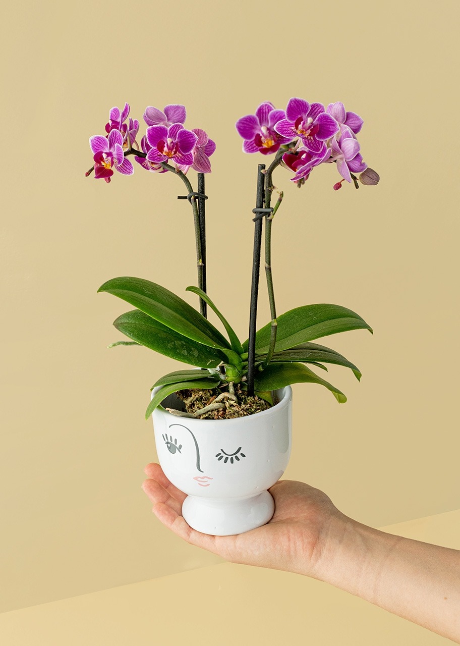 Imagen para Mini Orquídea Morada en Mini Base de Cerámica - 4