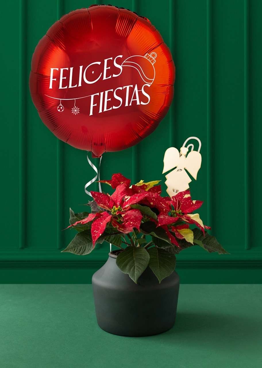 Imagen para Mini variegated Christmas Eve plant in green pot with "Happy Holidays" Balloon - 1