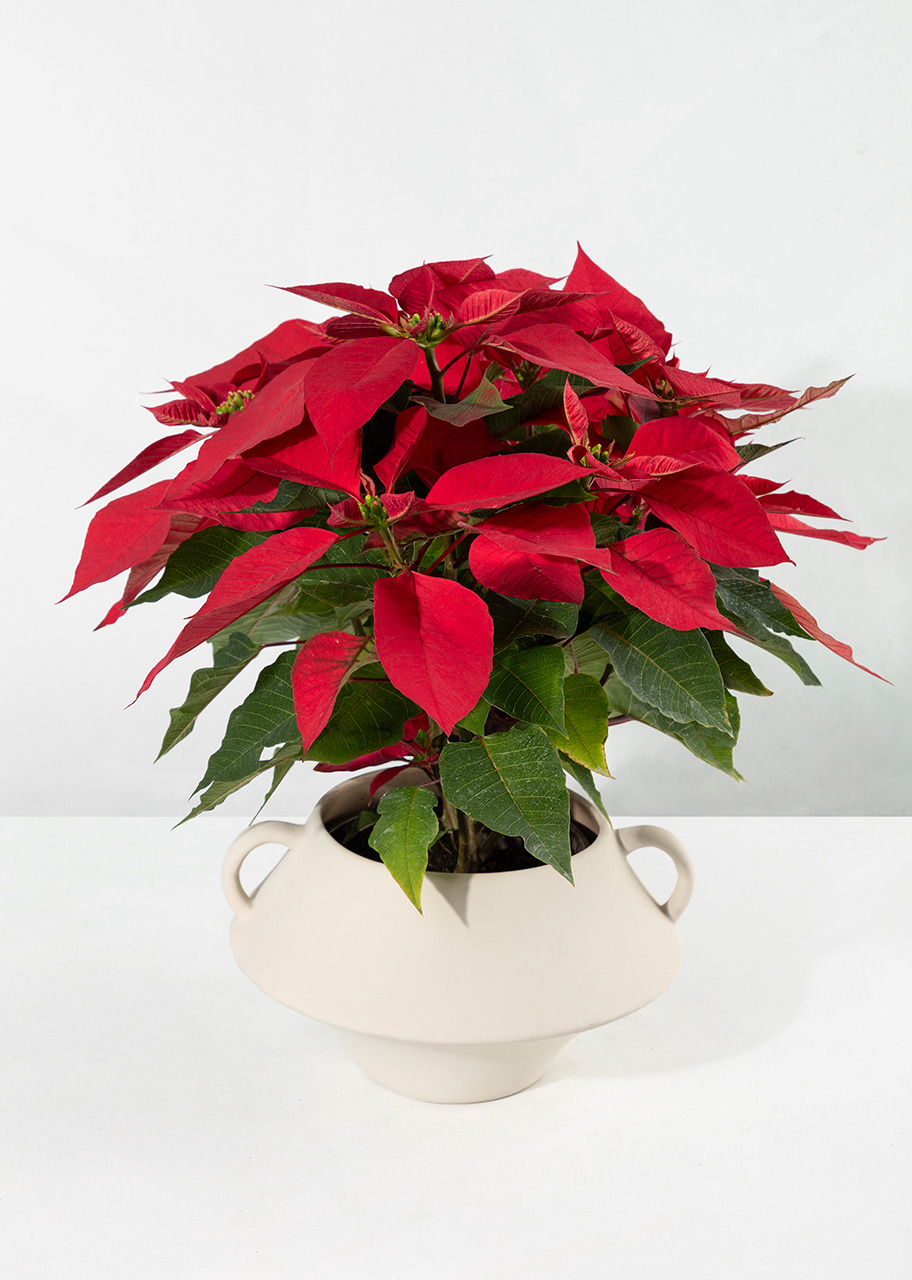 Imagen para Nochebuena con Taza Personalizada - 3