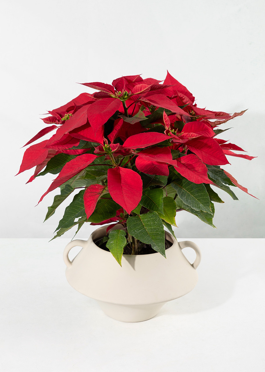 Imagen para Nochebuena con Vino Personalizado - 3