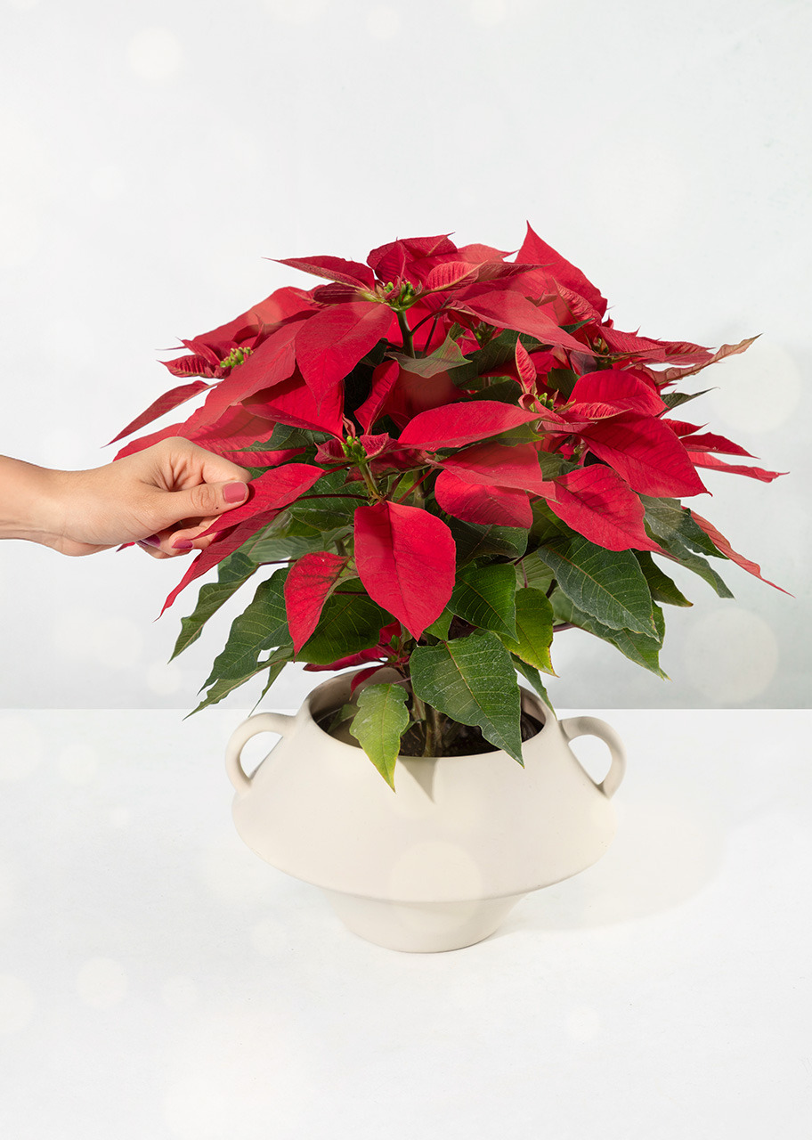 Imagen para Nochebuena en Maceta Cerámica - 2