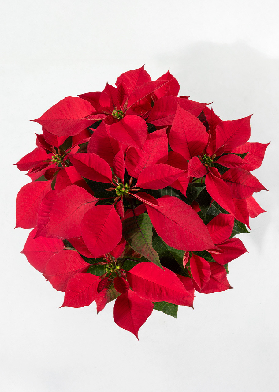 Imagen para Nochebuena en Maceta Cerámica - 3