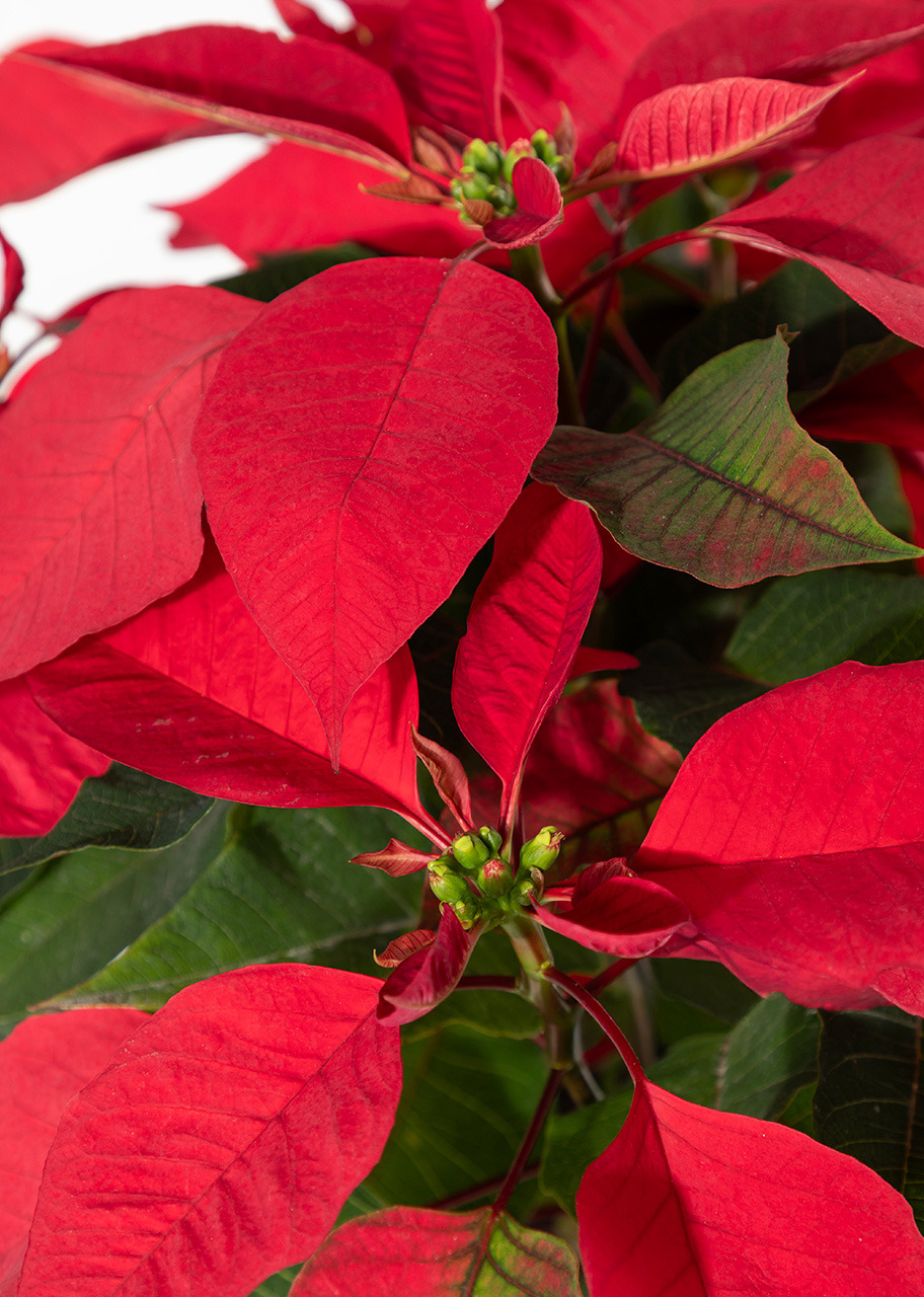 Imagen para Nochebuena en Maceta Cerámica - 4
