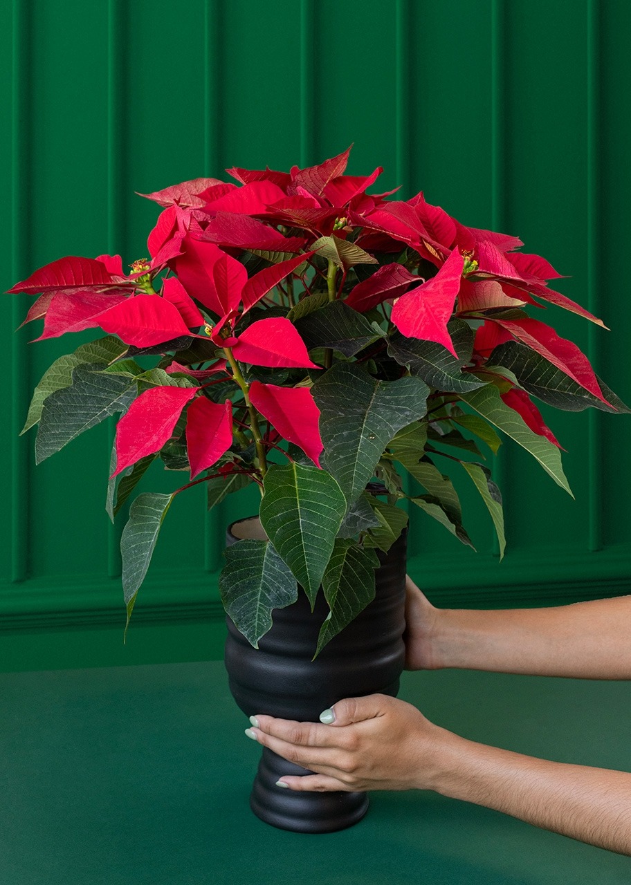 Imagen para Nochebuena en Maceta Cerámica - 2