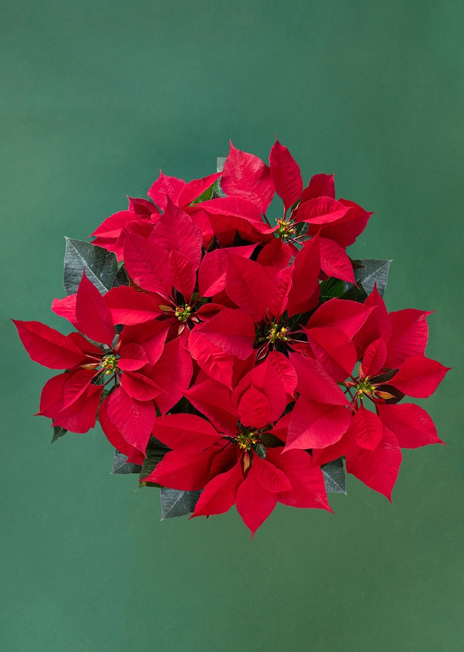 Imagen para Nochebuena roja en Caja - 3