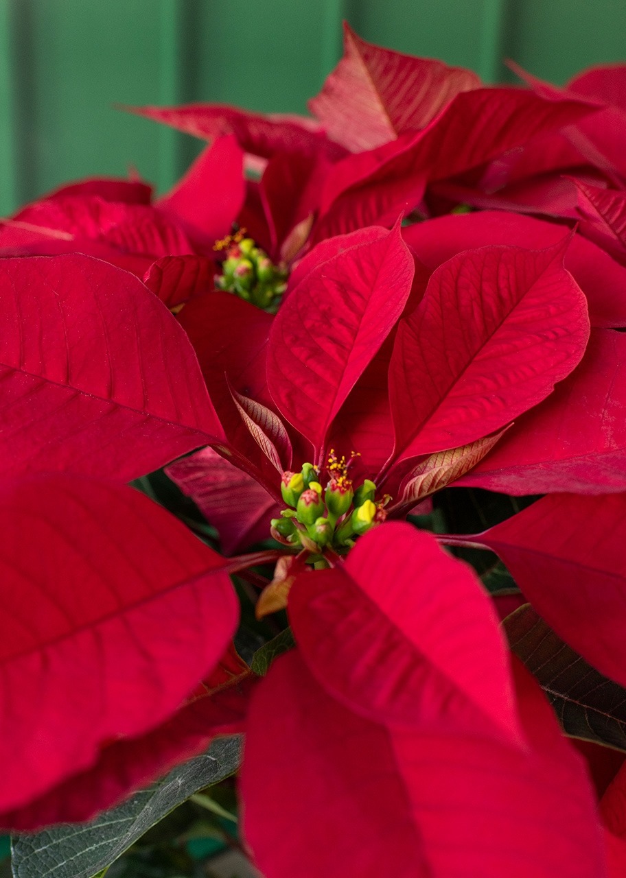 Imagen para Nochebuena roja en Caja - 4