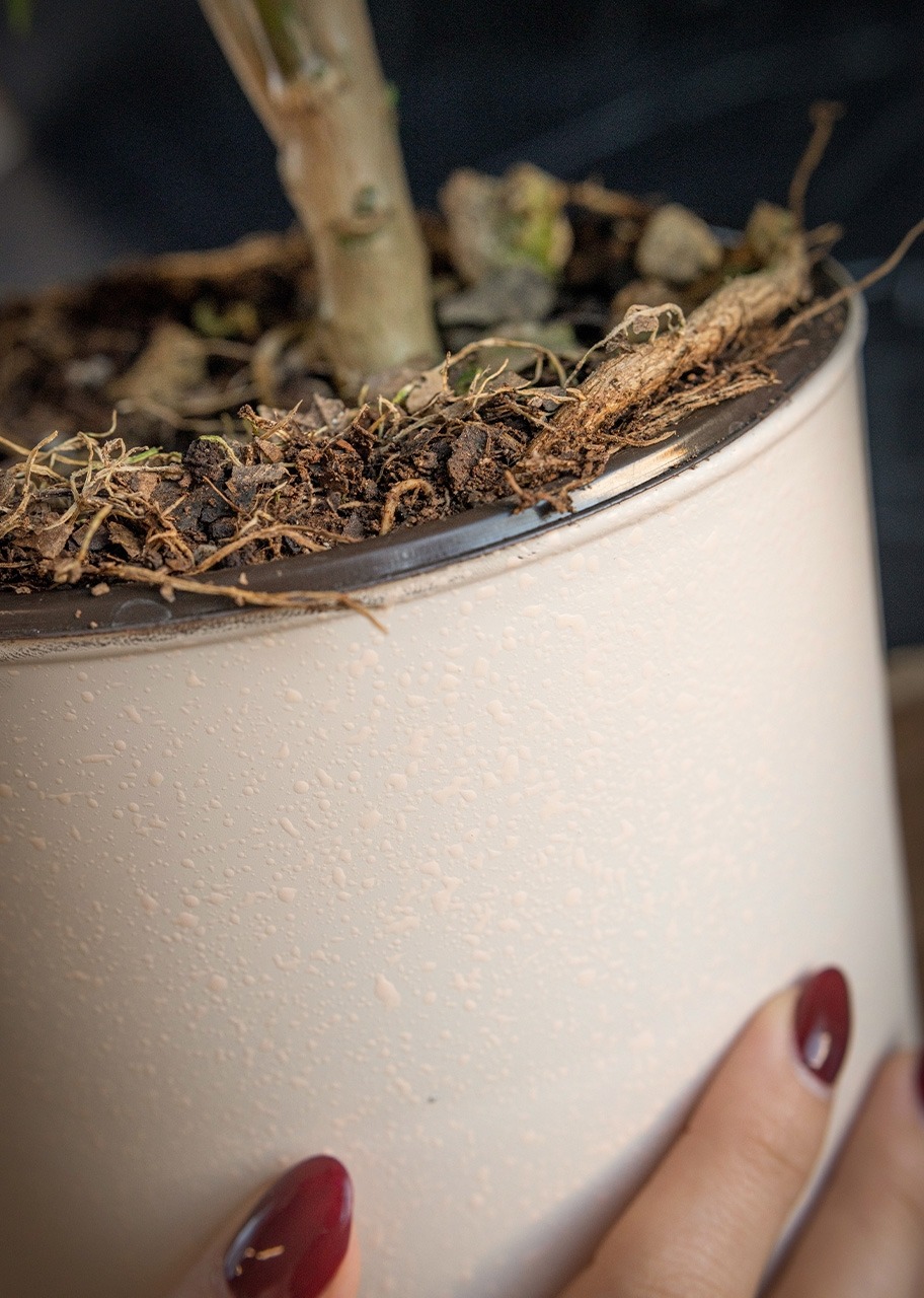 Imagen para Nochebuena roja en maceta beige - 5