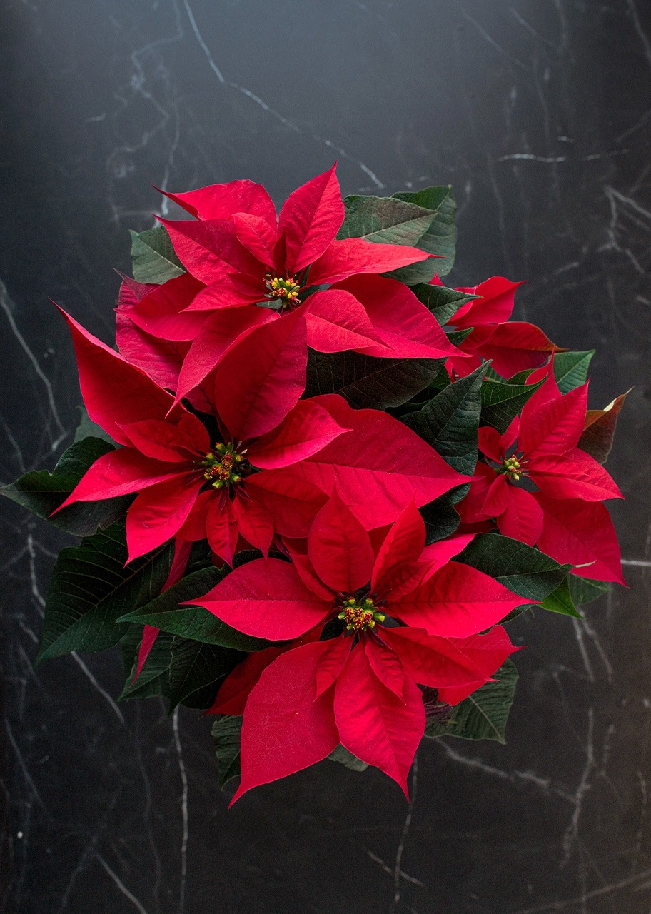 Imagen para Nochebuena roja en maceta beige - 3