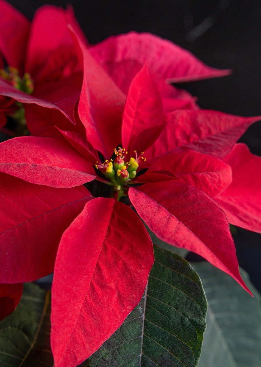 Imagen para Nochebuena roja en maceta beige - 4