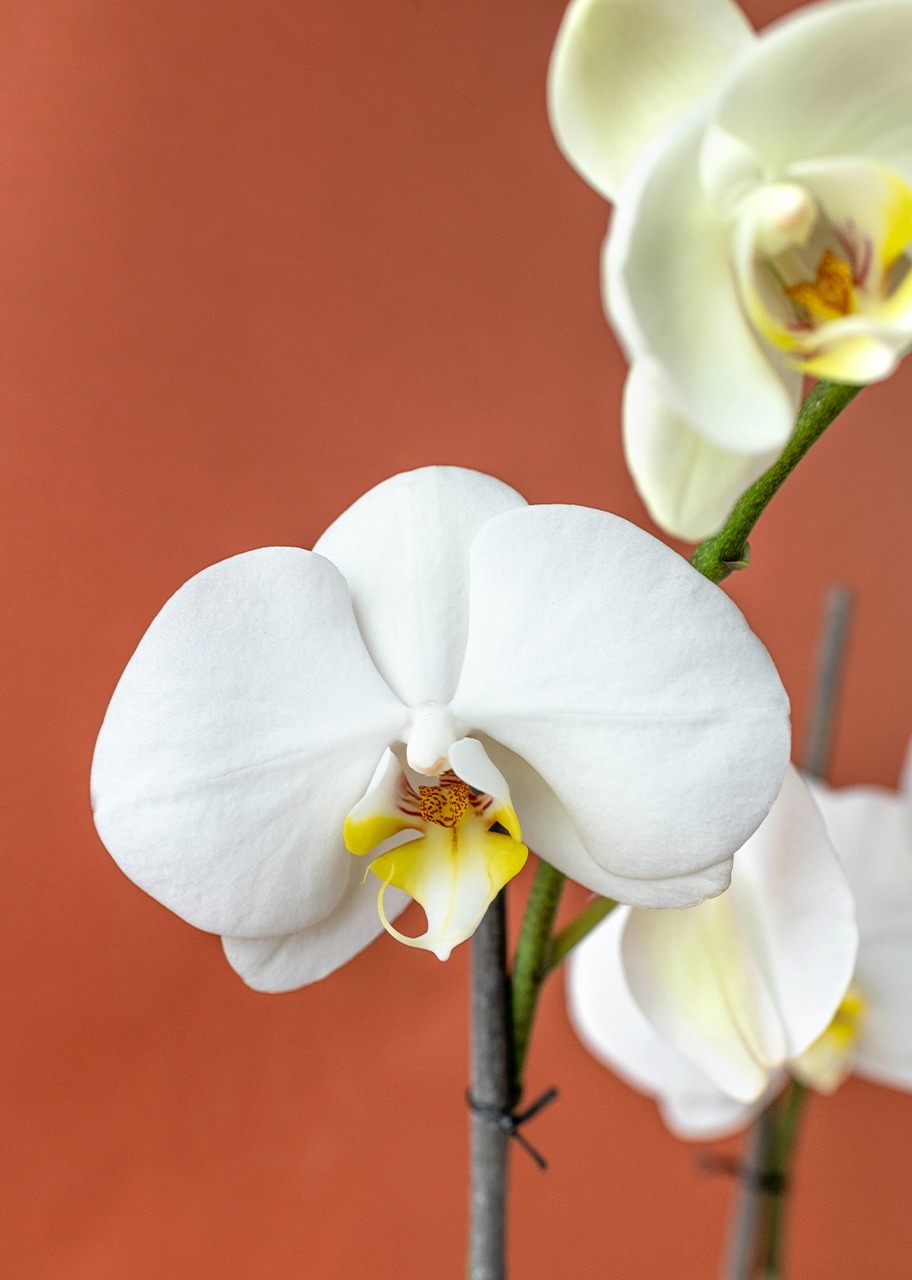 Imagen para Orquídea Blanca de Autorriego - 4