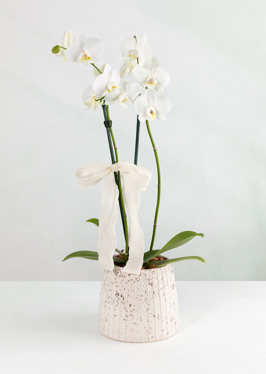 Imagen para Orquídea Blanca con Base Blanca - 1