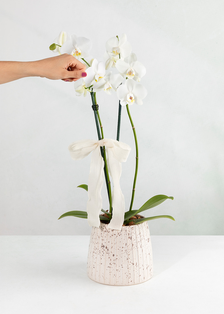 Imagen para Orquídea Blanca con Base Blanca - 2